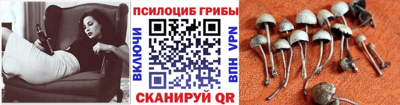 Псилоцибиновые грибы мицелий  Купить где  Куртамыш 